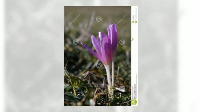 Безвременник (Colchicum autumnale) смотреть онлайн