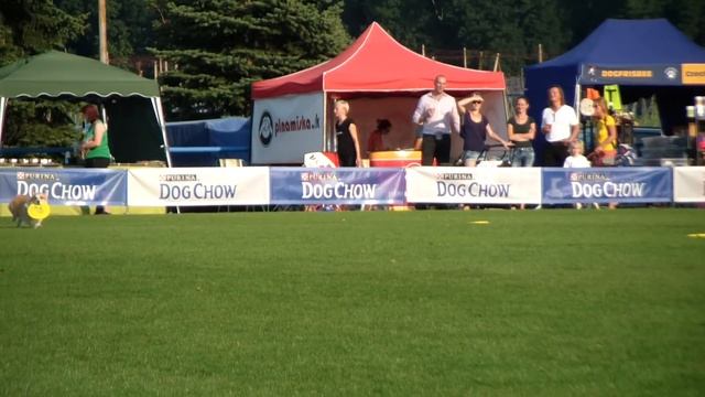 European Championship in dogfrisbee - Welsh corgi pembroke Aĺka смотреть онлайн