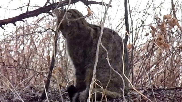 Среднеевропейская лесная кошка смотреть онлайн