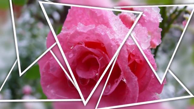 ЗИМНЕЕ ПОЗДРАВЛЕНИЕ С ДНЕМ РОЖДЕНИЯ! РОЗЫ НА СНЕГУ! смотреть онлайн