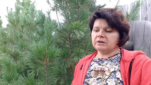 Наши кедры. Откуда и зачем? Нужна помощь. смотреть онлайн