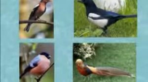 Природоведение 16  Какие бывают животные — Шишкина школа