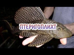 ПТЕРИГОПЛИХТ ПАРЧОВЫЙ СОМ. СОДЕРЖАНИЕ В АКВАРИУМЕ.