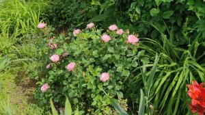 Роза Jacky's Favorite, Бельгия 1993. Обзор сорта на второй год посадки.