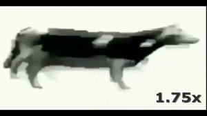 Корова танцует под польскую песню (х999)