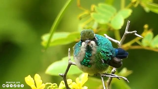 Исцеляющая музыка для сердца и сосудов ? Нежная музыка, успокаивает нервную систему #13 смотреть онлайн