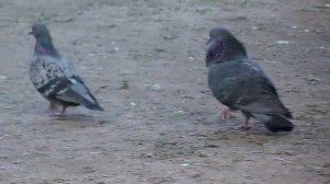 Брачный танец городского голубя / Courtship dance of a feral pigeon