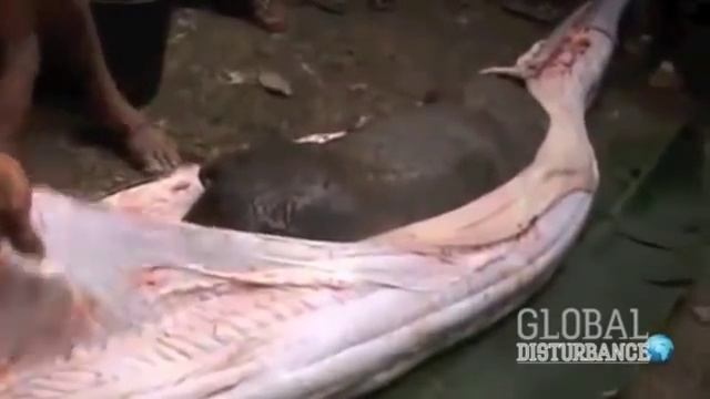 Villagers slice open a snake (python) that swallowed a pig!!! смотреть онлайн