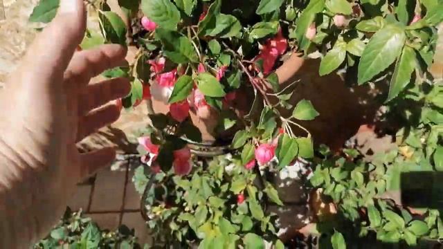 И все таки он ЕСТЬ )) Мой маленький ФУКСИЕВЫЙ ДВОРИК)) ПРИГЛАШАЮ)))ПРОГУЛЯЕМСЯ))) смотреть онлайн