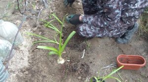 Индийский ЛУК Выращивание,свойства.