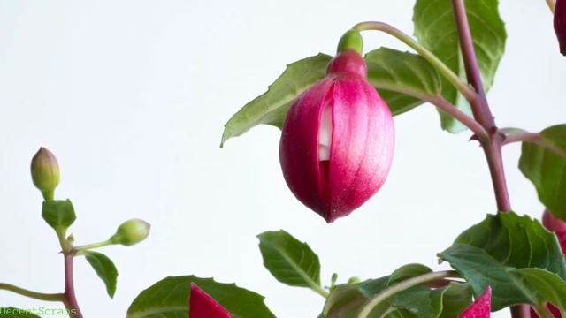 Blooming Pink Fuchsia, time lapse смотреть онлайн