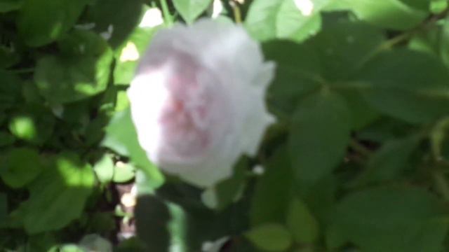 June 2020 Julia's Rose Garden смотреть онлайн