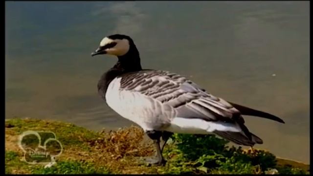Art Attack (Portugal) - 5x15 - Avestruz смотреть онлайн