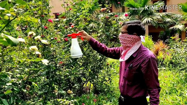गुलाब मे लीफ बर्न रोग का उपचार कैसे करें ? Control Leaf Burn Disease in Roses. смотреть онлайн