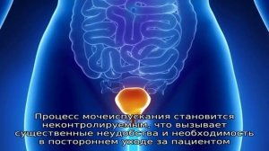 Особенности иннервации мочевого пузыря