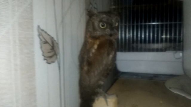 СОВА ПТИЦА МУДРАЯ ИЛИ ГЛУПАЯ???!!!