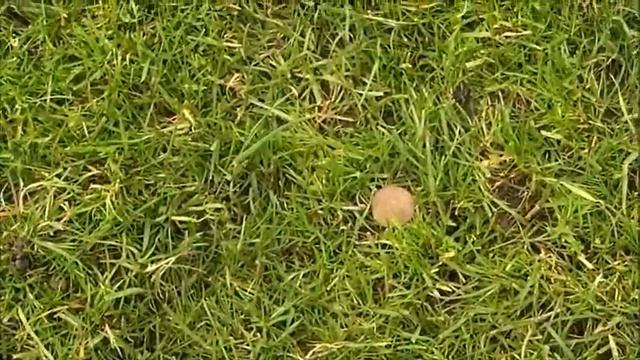 METAL DETECTING UK - XP ADVENTIS - 2 MORE ROMAN COINS смотреть онлайн