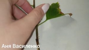 Размножение черенками Луизеания. Эксперимент.