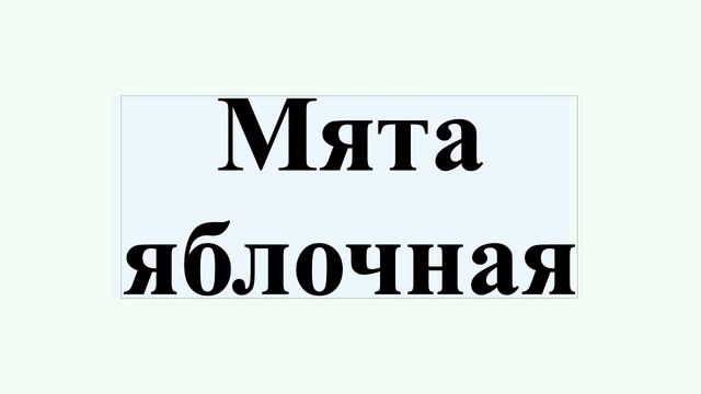 Мята яблочная смотреть онлайн