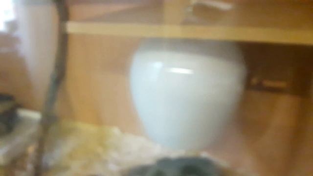 Змея в квартире | опасная дружба хаски с питоном | НЕ ПОВТОРЯТЬ смотреть онлайн