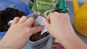 Колеус из семян - от посева до всходов