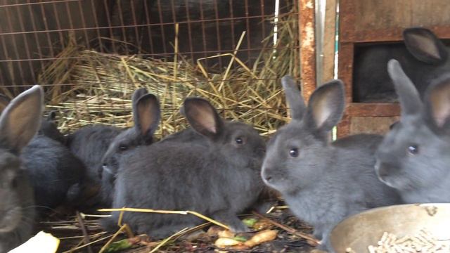 Кролики венские голубые 1,5 месяцев смотреть онлайн
