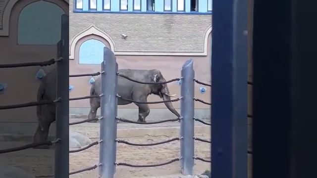 Слоны в московском зоопарке. смотреть онлайн