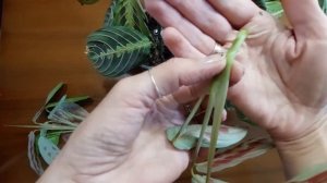 МАРАНТА размножение