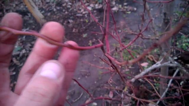 Моя 6-летняя голубика после подкормок 23.12.2015 смотреть онлайн