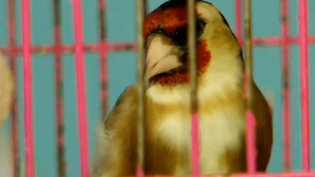 Каких птиц братчане замечают, но не видят смотреть онлайн