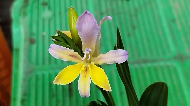バビアナ・パツラが咲きました！Babiana patula blooming in my nursery. смотреть онлайн