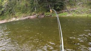 Ловля СИМЫ на САХАЛИНЕ. Тактика ловли, рабочие нимфы, правильное оснащение удилища.