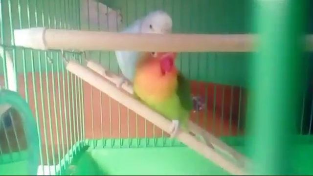 Неразлучник и волнистый попугай играют вместе)