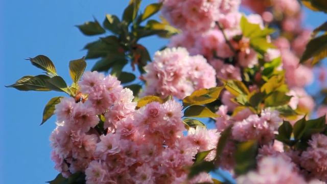 Миндаль декоративный в цвету: Миндаль цветёт | Футажи красивая природа [FullHD] смотреть онлайн