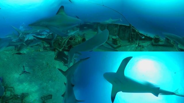 Акулы везде! 360 Видео .MythBusters׃ Sharks Everywhere! 360 Video Injected
