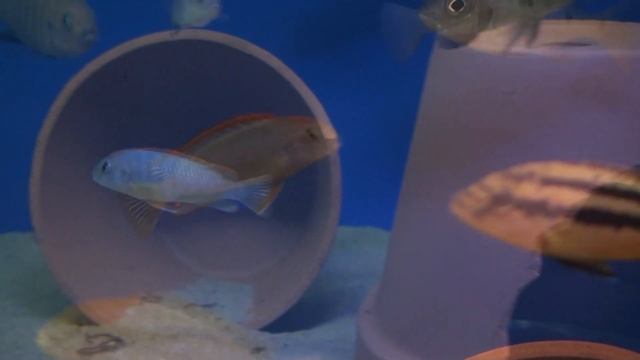 Псевдотрофеус Рэд топ Ндумби (Pseudotropheus sp. 'red top Ndumbi') смотреть онлайн