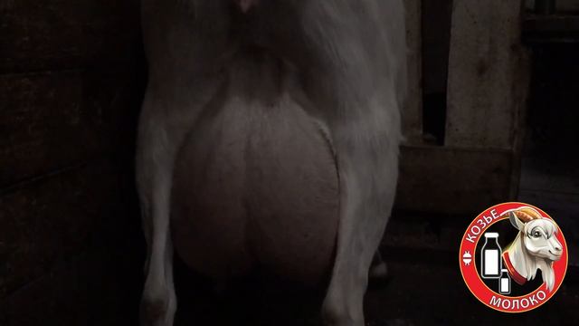 УДОЙ ЗААНЕНСКИХ КОЗ. Сколько дает молока Зааненская коза? смотреть онлайн