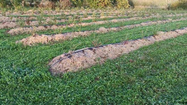 Полезные советы по посадке голубики смотреть онлайн
