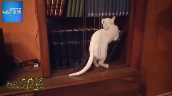 Забавные коты и коробки.Приколы с котами