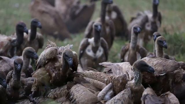 Impala Feast! Jackal vs Vulture vs Vulture King (white headed vulture) in Kruger National Park смотреть онлайн