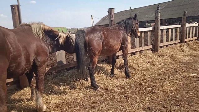 Бешеный жеребец и кобыла смотреть онлайн