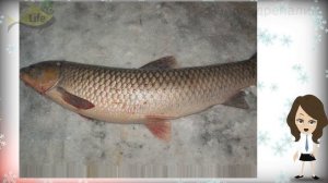 Как ловить белый амур зимой? На что клюет белый амур зимой? Где ловить белого амура зимой?