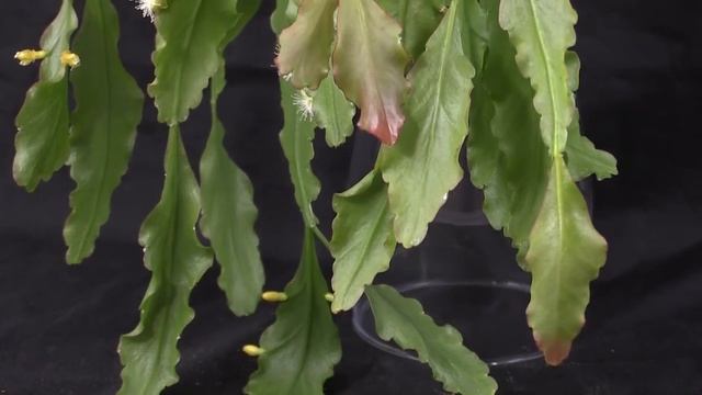 Rhipsalis crispata - Korallenkaktus, Mistletoe Cactus смотреть онлайн
