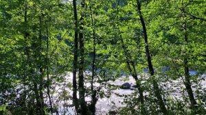 Звуки природы от всех болезней!!❤️Летний луг: пение птиц, шуршание луговых трав.#лечебная музыка