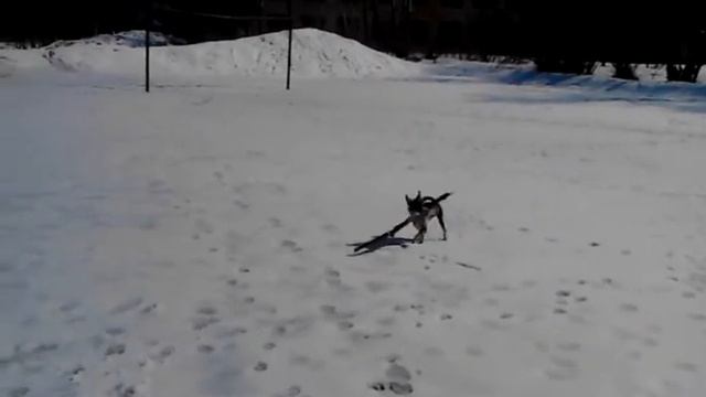 глупая собака смотреть онлайн