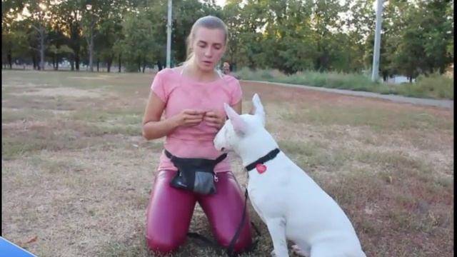 Щенок делает садки - что нужно предпринять смотреть онлайн