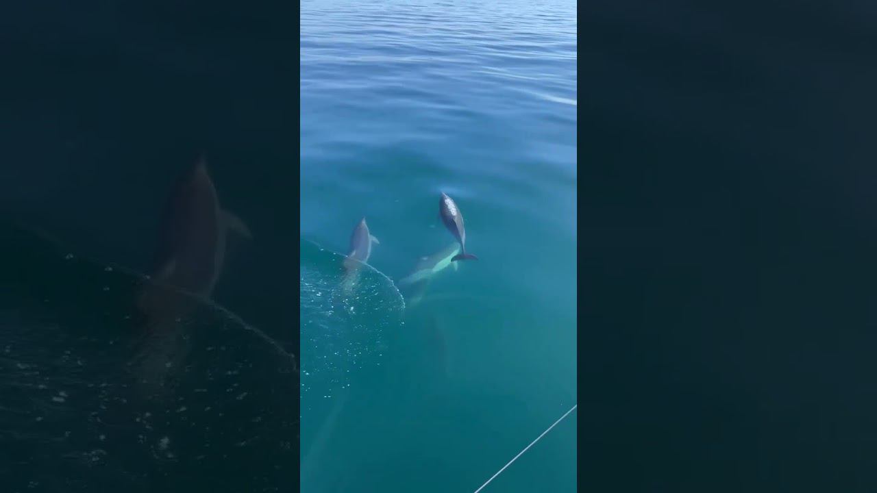 22.01.23.г. Погода Сочи #shorts #дельфины #сочи #погодалазаревское #погодасочи #лазаревское2023 смотреть онлайн