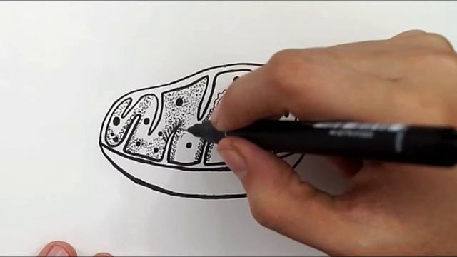 Structure Of Mitochondria || How To Draw And Label Mitochondria || Biology смотреть онлайн