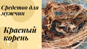 Красный корень, копеечник забытый