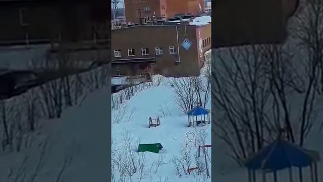 Снежногорск,2019.19.05.Лиса делает обход. смотреть онлайн